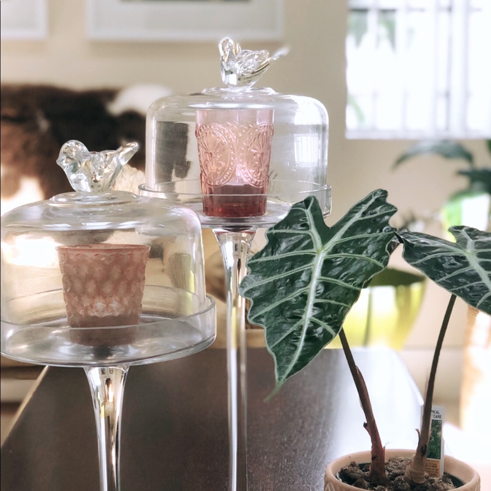 Two Beautiful Songbird clear Glass Stands